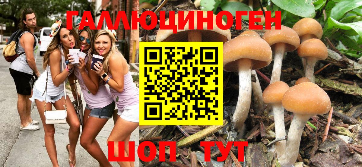 Псилоцибиновые грибы Psilocybe  Вход с VPN  Сегежа 